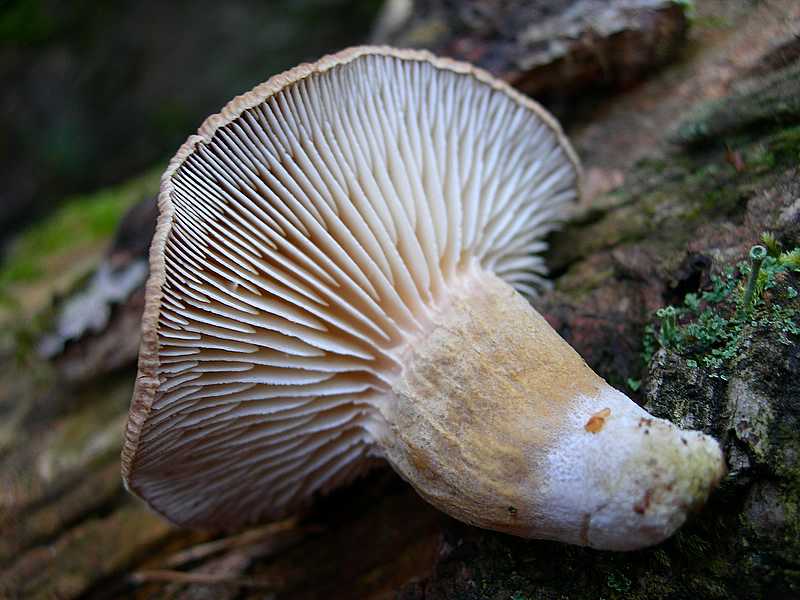 Specie 2006 : Neolentinus adhaerens (Alb. & Schwein.) Redhea